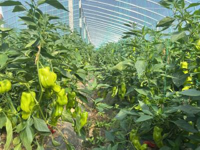 房县化龙堰镇：牟定方向积极探索，聚力打造蔬菜专业镇 
