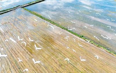 生态稻田白鹭飞