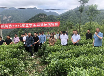 姚坪乡：手把手教生产技术，心连心助茶农增收