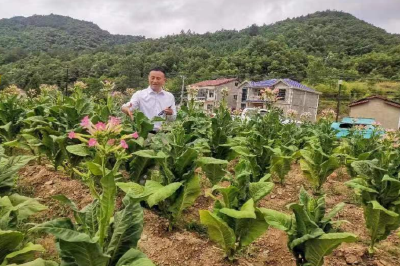 土城镇：加强技术指导培训 提升烟叶产量质量