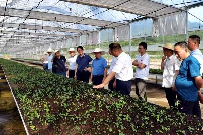 省中药材产业链专班来我县调研中药材产业链建设  