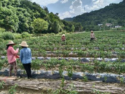 窑淮镇长峪河村：百亩辣椒长势喜人 丰收在望 