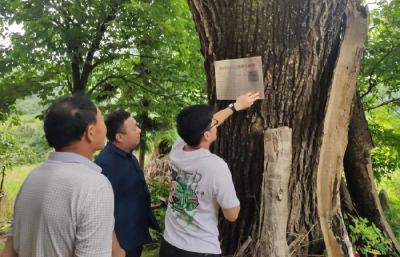 土城镇：百年古树“亮身份”，共护绿色“活化石”