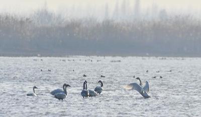 总书记心中的美丽中国·生物多样性 共建万物和谐的美丽家园