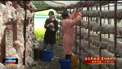 【奋进新征程 建功新时代】房县加快推动食用菌产业链高质量发展