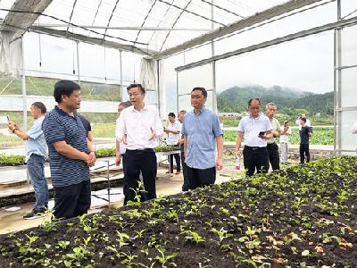 全市中药材产业链发展现场会在房县召开