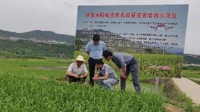 房县田间学校助力产业振兴