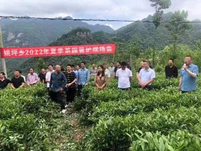 姚坪乡：手把手教生产技术，心连心助茶农增收