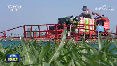 【在希望的田野上·三夏时节】我国大豆和油料产能提升工程开局良好