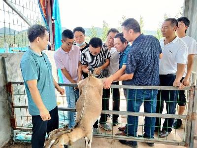 房县首次开展母畜B超检测技术培训