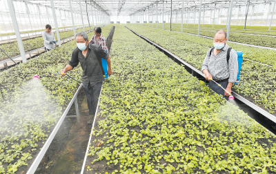 房县门古寺镇：加强田间管理 育好药材种苗