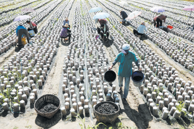 黑木耳俏销海外