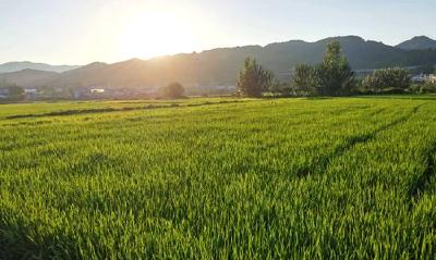 县农业局：积极防治夏季水稻病虫害