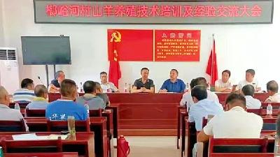 尹吉甫镇榔峪河村：“三好三宝三快”推进养羊专业村建设