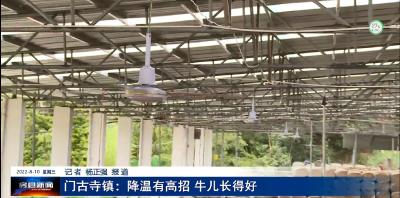 门古寺镇：降温有高招 牛儿长得好