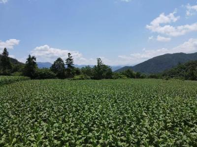 共建共治共享兴乡村——房县上龛乡仓坪村乡村振兴探索与实践