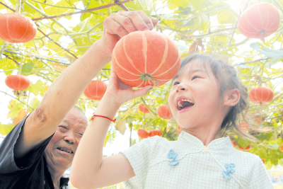 南瓜金灿灿 农民笑盈盈