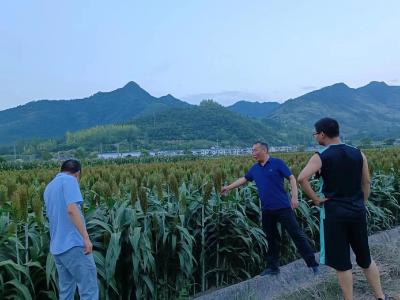 中坝乡：抗旱一线保青苗 监督助力惠民生