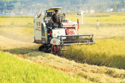 稻谷黄 收割忙