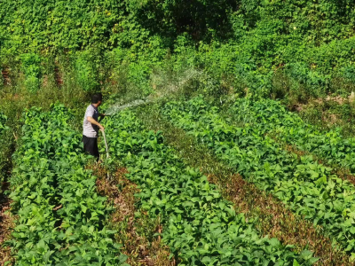窑淮镇：干群合力抗旱护茶园