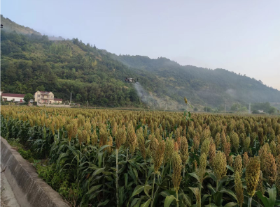 中坝乡：高粱长势良好，群众喜上眉梢