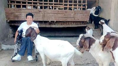 郭关明：身残志坚创业养羊