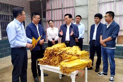 省烟草专卖局局长顾厚武来房县调研烟叶产业  