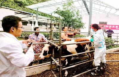 武汉市农科院畜牧所助力房县牧业发展