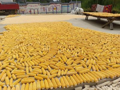 姚坪乡肖家沟村：茶园套种玉米  产业助农增收