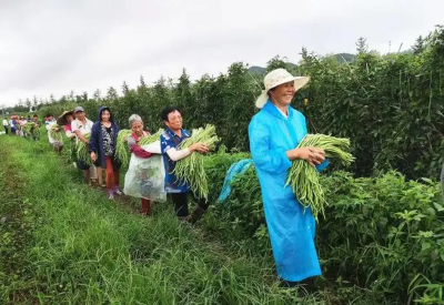 护好“菜篮子”  房县蔬菜产业快速发展