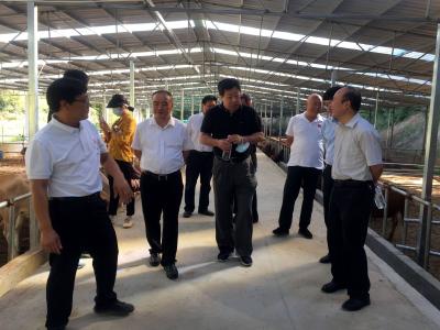 全国畜牧总站杨劲松一行来房调研乡村振兴、畜牧产业发展工作
