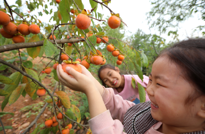  房县：小柿子变成农民致富“黄金果”