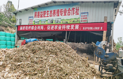 尹吉甫镇：秸秆青贮做饲草  种养双赢促增收