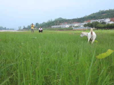 房县：水库湿地与美丽乡村同框晒“颜值”
