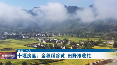 房县：金秋稻谷黄 田野抢收忙