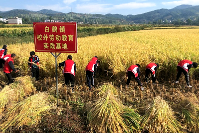 白鹤学校组织学生开展校外劳动实践活动  