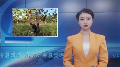军店镇中村村 ：吊瓜黄 采收忙