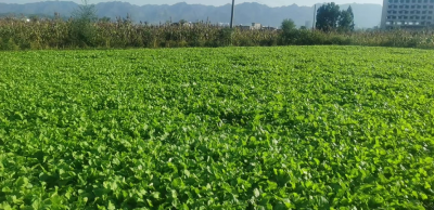 房县：“油菜轮作”为产业振兴“加油”