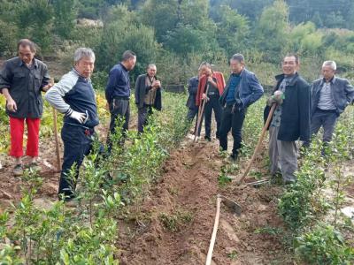大木厂镇：党员群众茶园管护忙