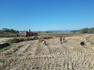 鑫磊生物科技有限公司：农作物秸秆综合利用 打造绿色生态循环发展模式
