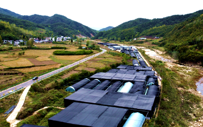 白鹤镇：秋菇采摘忙 产量略降 品质上乘