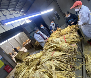 沙河乡1000亩烟叶喜获丰收