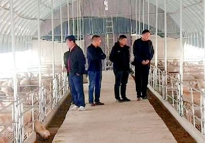 300余只澳洲白湖羊落户房县