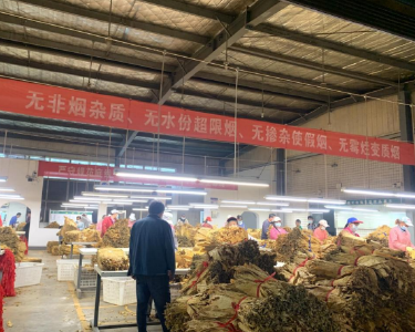 九道乡：烟叶收购正当时 烟农增收笑开颜