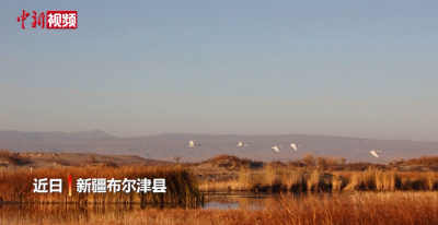 新疆：“童话边城”天鹅来