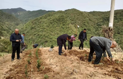 白鹤镇：万亩茶苗补植忙 群众增收有保障
