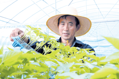 化龙堰镇：稳产业 促增收