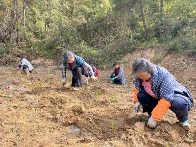 白鹤镇：抢抓墒情 进行茶苗补植补种