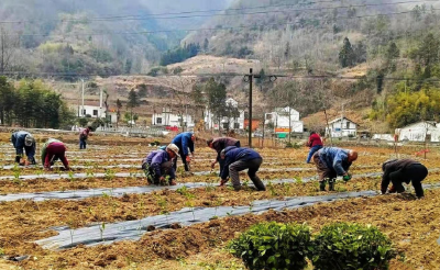 回龙乡：千亩茶园播种补植忙