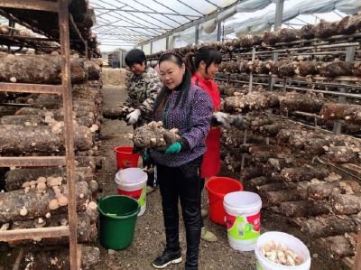 回龙乡：100万棒香菇喜获丰收
